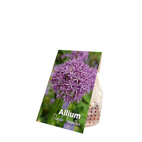 BLOOMIQUE - Mélange de 15 - Allium Purple Sensation - Look - Oignon ornemental - Violet - Bulbes à fleurs - large