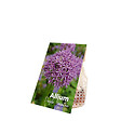 BLOOMIQUE - Mélange de 15 - Allium Purple Sensation - Look - Oignon ornemental - Violet - Bulbes à fleurs - vignette
