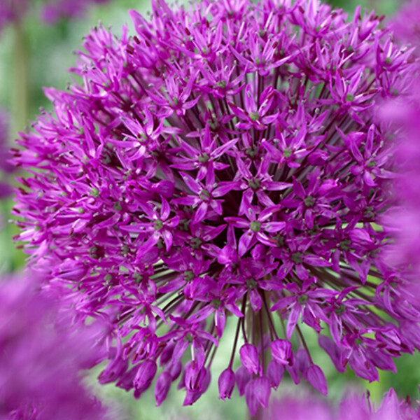 BLOOMIQUE - Mélange de 15 - Allium Purple Sensation - Look - Oignon ornemental - Violet - Bulbes à fleurs - large