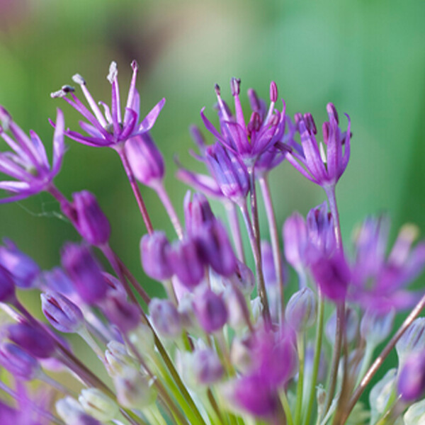 BLOOMIQUE - Mélange de 15 - Allium Purple Sensation - Look - Oignon ornemental - Violet - Bulbes à fleurs - large