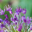 BLOOMIQUE - Mélange de 15 - Allium Purple Sensation - Look - Oignon ornemental - Violet - Bulbes à fleurs - vignette