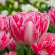 BLOOMIQUE - Mélange de 20 - Tulipa Double Rose - Bulbes de Tulipes - Fleur Double - Bulbes à Fleurs - vignette