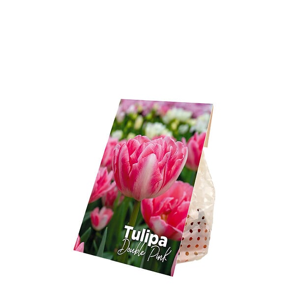 BLOOMIQUE - Mélange de 20 - Tulipa Double Rose - Bulbes de Tulipes - Fleur Double - Bulbes à Fleurs - large