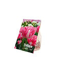 BLOOMIQUE - Mélange de 20 - Tulipa Double Rose - Bulbes de Tulipes - Fleur Double - Bulbes à Fleurs - vignette