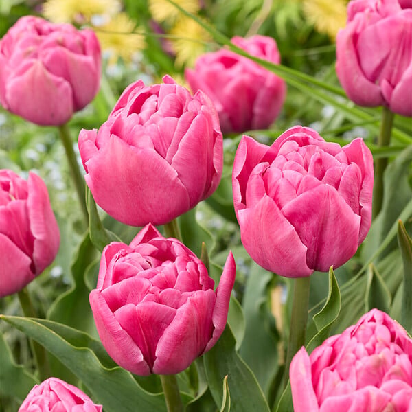BLOOMIQUE - Mélange de 20 - Tulipa Double Rose - Bulbes de Tulipes - Fleur Double - Bulbes à Fleurs - large
