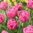 BLOOMIQUE - Mélange de 20 - Tulipa Double Rose - Bulbes de Tulipes - Fleur Double - Bulbes à Fleurs - vignette