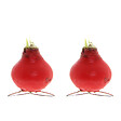 BLOOMIQUE - Lot de 2 - Bulbe d’Amaryllis en cire rouge - Kolibri Rouge - H. 10-20 cm à la livraison - vignette