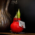 BLOOMIQUE - Lot de 2 - Bulbe d’Amaryllis en cire rouge - Kolibri Rouge - H. 10-20 cm à la livraison - vignette
