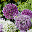BLOOMIQUE - Mélange de 15 - Allium Fantasia - Look - Oignon ornemental - Bleu, Blanc, Violet - Bulbes à fleurs - vignette