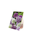BLOOMIQUE - Mélange de 15 - Allium Fantasia - Look - Oignon ornemental - Bleu, Blanc, Violet - Bulbes à fleurs - vignette