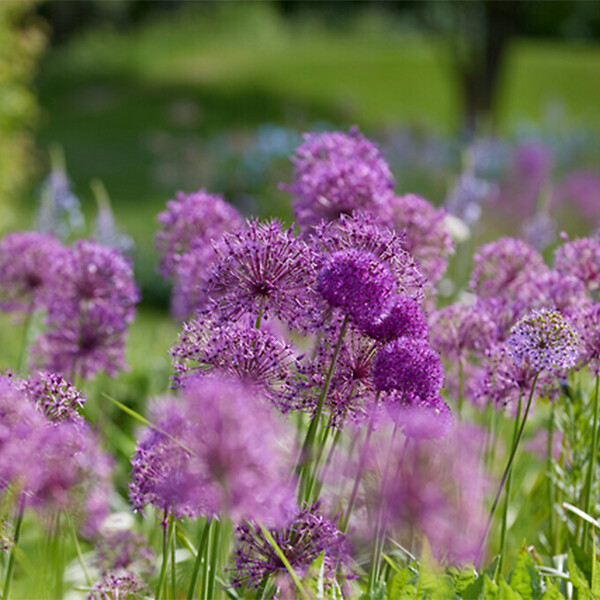 BLOOMIQUE - Mélange de 15 - Allium Fantasia - Look - Oignon ornemental - Bleu, Blanc, Violet - Bulbes à fleurs - large