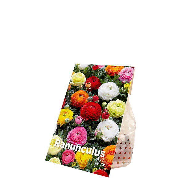BLOOMIQUE - Mélange de 50 - Renoncule - Renoncule - Bouton d'Or - Mélange de Couleurs - Bulbes à Fleurs - large
