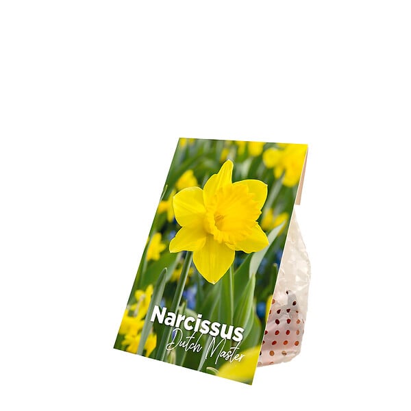 BLOOMIQUE - Mélange de 15 - Narcissus Dutch Master - Grande jonquille jaune - Bulbes à fleurs - large