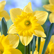 BLOOMIQUE - Mélange de 15 - Narcissus Dutch Master - Grande jonquille jaune - Bulbes à fleurs - vignette