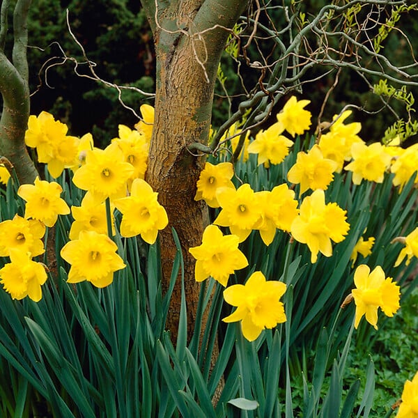 BLOOMIQUE - Mélange de 15 - Narcissus Dutch Master - Grande jonquille jaune - Bulbes à fleurs - large