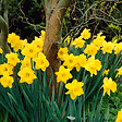 BLOOMIQUE - Mélange de 15 - Narcissus Dutch Master - Grande jonquille jaune - Bulbes à fleurs - vignette