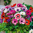 BLOOMIQUE - Mélange de 50 - Anémone de Caen - Anémone de jardin - Mélange de couleurs - Bulbes à fleurs - vignette