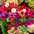 BLOOMIQUE - Mélange de 50 - Anémone de Caen - Anémone de jardin - Mélange de couleurs - Bulbes à fleurs - vignette