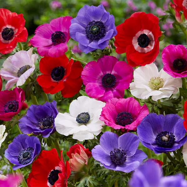 BLOOMIQUE - Mélange de 50 - Anémone de Caen - Anémone de jardin - Mélange de couleurs - Bulbes à fleurs - large