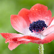 BLOOMIQUE - Mélange de 50 - Anémone de Caen - Anémone de jardin - Mélange de couleurs - Bulbes à fleurs - vignette