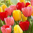 BLOOMIQUE - Mélange de 20 - Mélange hybride Tulipa Darwin - Bulbes de tulipes - Mélange de couleurs - vignette