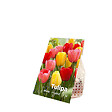 BLOOMIQUE - Mélange de 20 - Mélange hybride Tulipa Darwin - Bulbes de tulipes - Mélange de couleurs - vignette