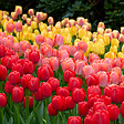 BLOOMIQUE - Mélange de 20 - Mélange hybride Tulipa Darwin - Bulbes de tulipes - Mélange de couleurs - vignette