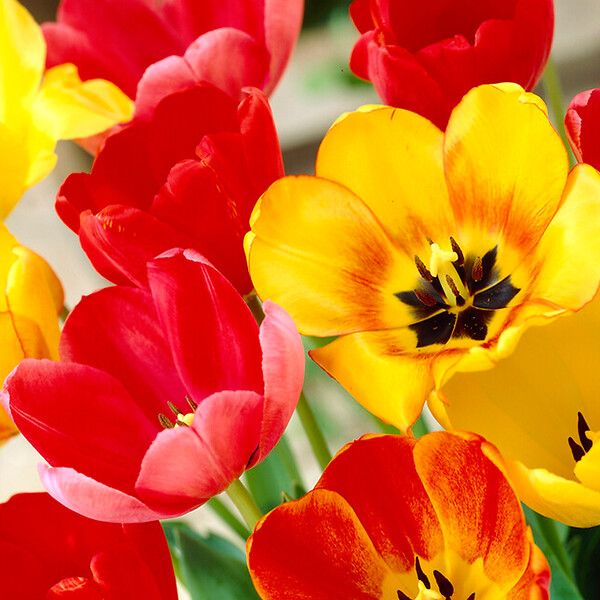 BLOOMIQUE - Mélange de 20 - Mélange hybride Tulipa Darwin - Bulbes de tulipes - Mélange de couleurs - large