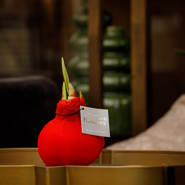 BLOOMIQUE - Amaryllis à bulbe en cire - Finition velours rouge - Fleur sans eau - Décoration de Noël - large