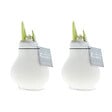 BLOOMIQUE - Lot de 2 - Bulbe d’Amaryllis en cire - Revêtement en velours blanc - Bulbe floral - H. 15-25 cm - vignette