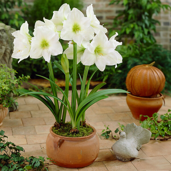 BLOOMIQUE - Lot de 2 - Bulbe d’Amaryllis en cire - Revêtement en velours blanc - Bulbe floral - H. 15-25 cm - large