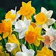 BLOOMIQUE - Mélange de 15 - Narcisse - Jonquille - Mélange à grandes fleurs - Mélange de couleurs - vignette
