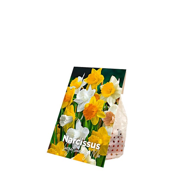 BLOOMIQUE - Mélange de 15 - Narcisse - Jonquille - Mélange à grandes fleurs - Mélange de couleurs - large