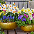BLOOMIQUE - Mélange de 15 - Narcisse - Jonquille - Mélange à grandes fleurs - Mélange de couleurs - vignette