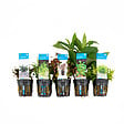 BLOOMIQUE - Set de 5 - Plantes d'aquarium véritables - Plantes aquatiques - Purifiantes - Oxygène - H. 15-20 cm - vignette