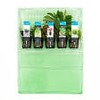 BLOOMIQUE - Set de 5 - Plantes d'aquarium véritables - Plantes aquatiques - Purifiantes - Oxygène - H. 15-20 cm - vignette
