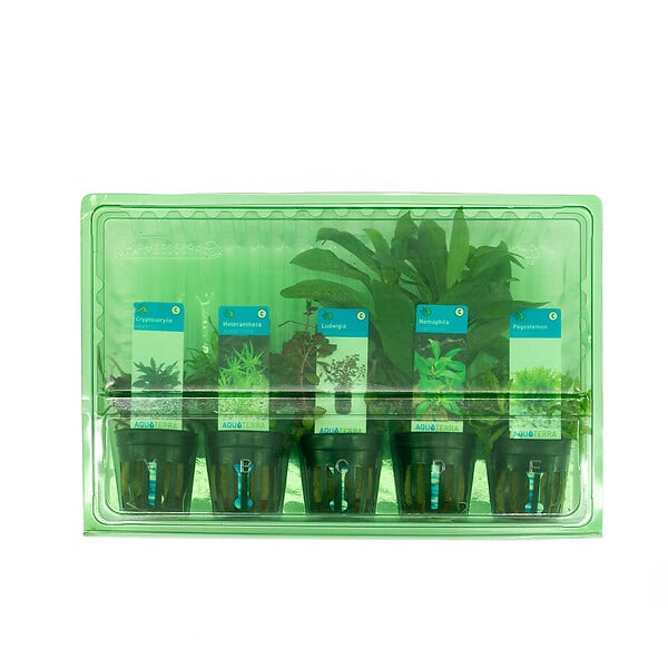BLOOMIQUE - Set de 5 - Plantes d'aquarium véritables - Plantes aquatiques - Purifiantes - Oxygène - H. 15-20 cm - large