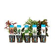 BLOOMIQUE - Set de 5 - Plantes d'aquarium véritables - Plantes aquatiques - Purifiantes - Oxygène - H. 15-20 cm - vignette