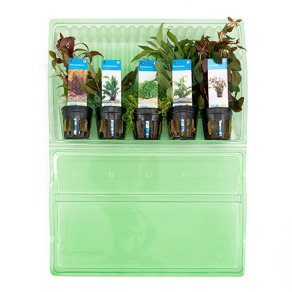 BLOOMIQUE - Set de 5 - Plantes d'aquarium véritables - Plantes aquatiques - Purifiantes - Oxygène - H. 15-20 cm - large