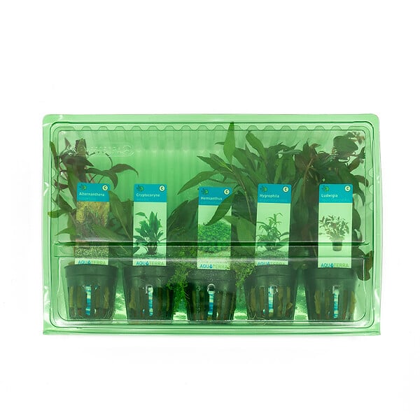 BLOOMIQUE - Set de 5 - Plantes d'aquarium véritables - Plantes aquatiques - Purifiantes - Oxygène - H. 15-20 cm - large