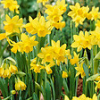 BLOOMIQUE - Mélange de 25 - Narcisse Tête à Tête - Petite Jonquille - Bulbes à Fleurs - Floraison Printemps - vignette