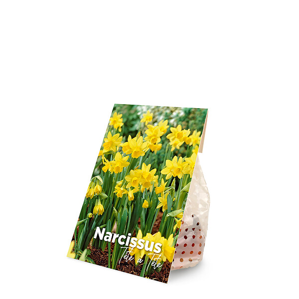 BLOOMIQUE - Mélange de 25 - Narcisse Tête à Tête - Petite Jonquille - Bulbes à Fleurs - Floraison Printemps - large