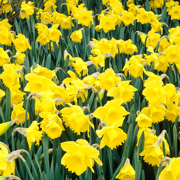 BLOOMIQUE - Mélange de 25 - Narcisse Tête à Tête - Petite Jonquille - Bulbes à Fleurs - Floraison Printemps - large