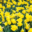 BLOOMIQUE - Mélange de 25 - Narcisse Tête à Tête - Petite Jonquille - Bulbes à Fleurs - Floraison Printemps - vignette