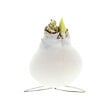 BLOOMIQUE - Bulbe d'Amaryllis en cire blanche - Colibri blanc - Bulbe à fleurs - H. 10-20 cm à la livraison - vignette