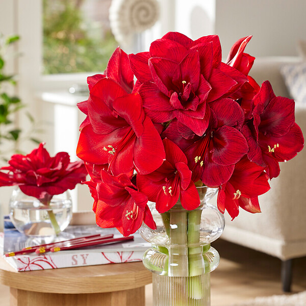 BLOOMIQUE - Lot de 2 - Bulbe d’Amaryllis en cire - Revêtement en velours rouge - Bulbe floral - H. 15-25 cm - large