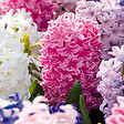 BLOOMIQUE - Mélange de 10 - Jacinthe - Jacinthe - Mélange de Couleurs - Bulbes à Fleurs - Floraison Printemps - vignette