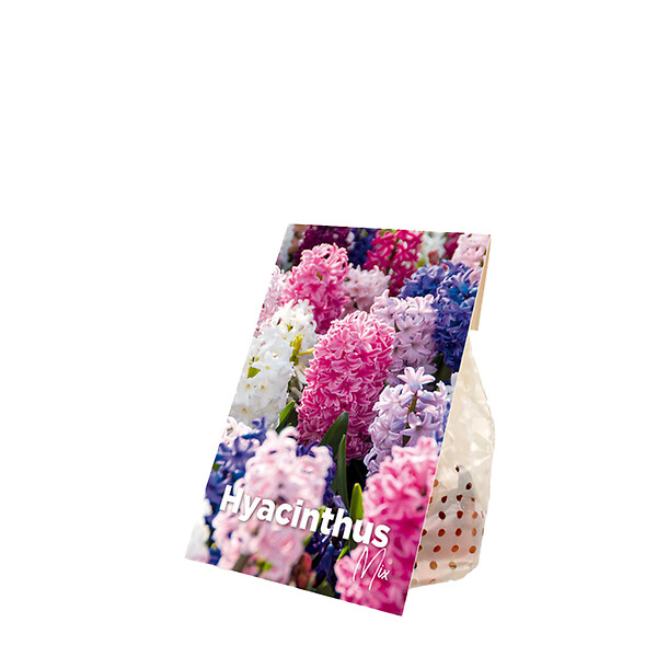 BLOOMIQUE - Mélange de 10 - Jacinthe - Jacinthe - Mélange de Couleurs - Bulbes à Fleurs - Floraison Printemps - large