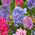 BLOOMIQUE - Mélange de 10 - Jacinthe - Jacinthe - Mélange de Couleurs - Bulbes à Fleurs - Floraison Printemps - vignette