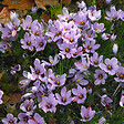 BLOOMIQUE - Mélange de 40 - Crocus Sativus - Crocus Safran - Bleu - Bulbes à Fleurs - Floraison d'Automne - vignette
